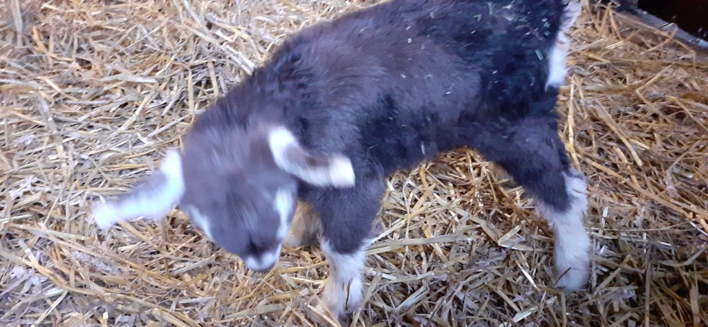Roelientje 114, geb. 5 maart 2023, v. Tjedmar Floris, m. Roelientje 112, fokker en fotograaf J. de Vries.