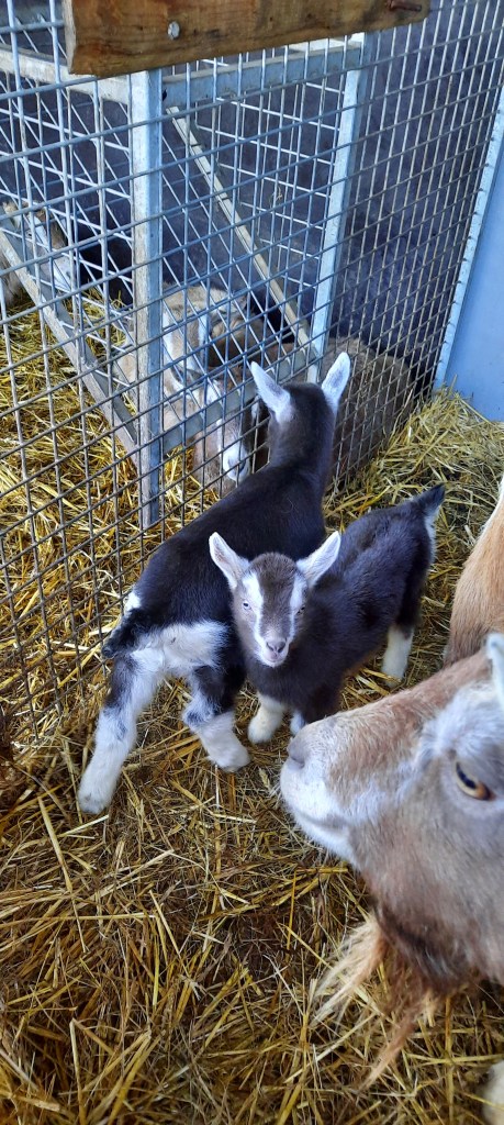 2023 Killie, Dieneke 3 en 4, geb. 6-3-2023, v. Anika's Nick B20 en m. Nena, fokker en fotograaf Killie Annen.