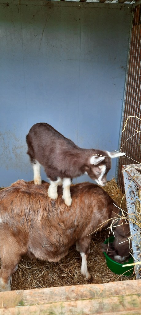 Dieneke 4, v. Anika's Nick B20 m. Nena, fokker en fotograaf Killie Annen.