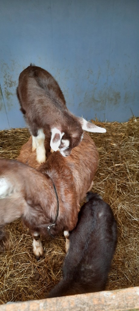 Dieneke 4, v. Anika's Nick B20 m. Nena, fokker en fotograaf Killie Annen.