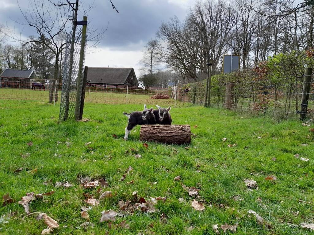 2 boklammeren, v. Tjedmar Sirinus, m. Thirza, geb. 23 maart 2023, fokker en fotograaf P. Greeve.