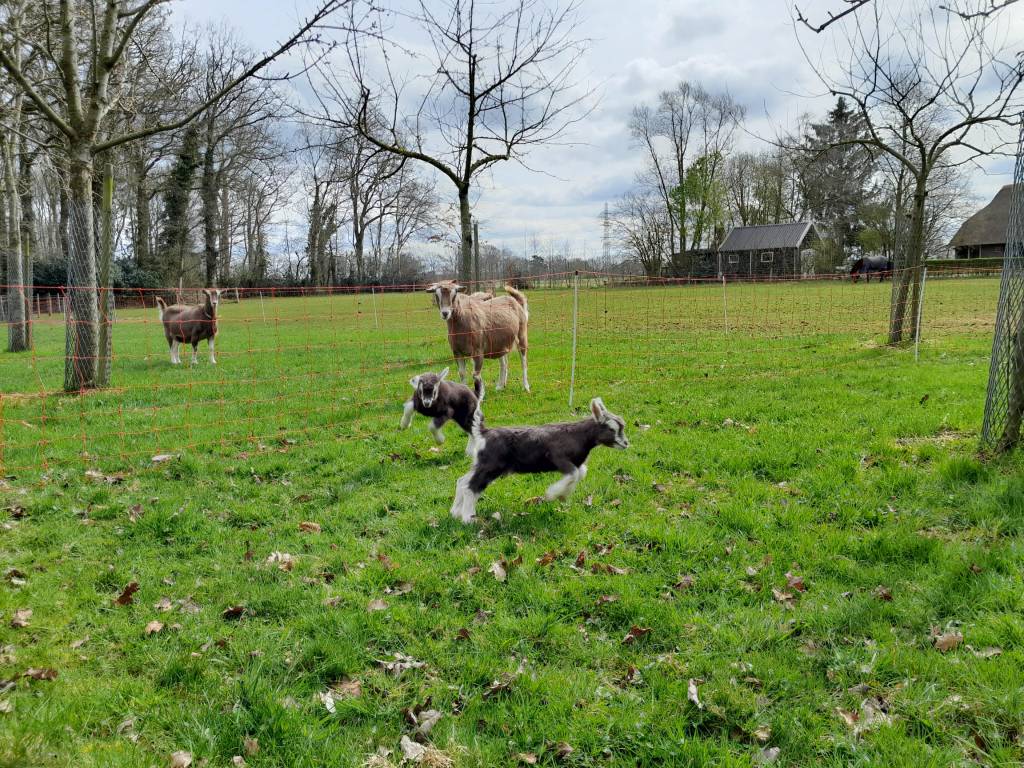 2 boklammeren, v. Tjedmar Sirinus, m. Thirza, geb. 23 maart 2023, fokker en fotograaf P. Greeve.