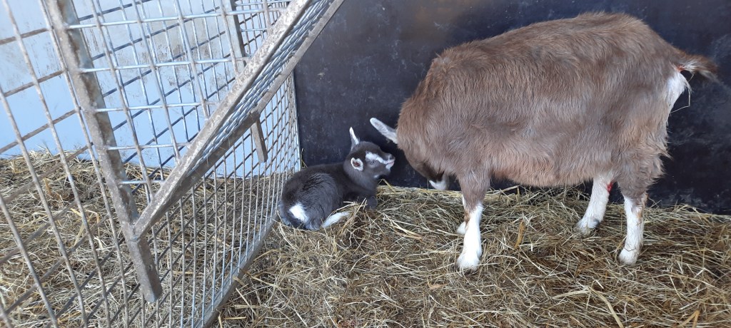 Boklam v. Anika's Nick B20, m. Dieneke 2, geb. 3 april 2023, fokker en fotograaf Killie Annen.