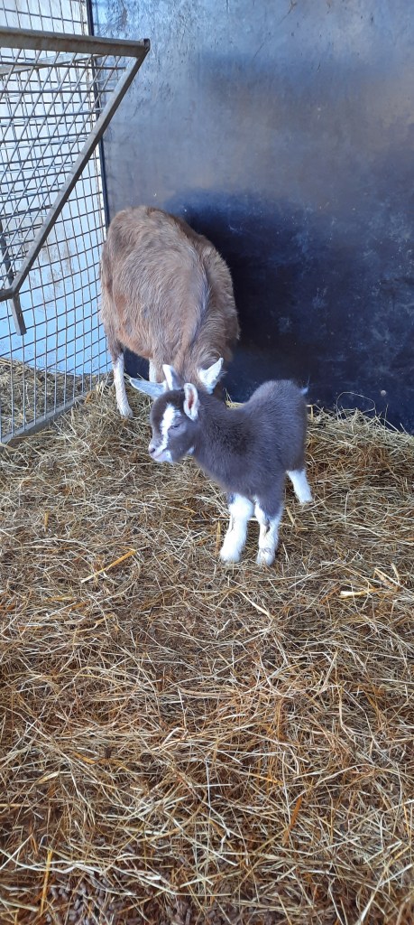 Boklam v. Anika's Nick B20, m. Dieneke 2, geb. 3 april 2023, fokker en fotograaf Killie Annen.