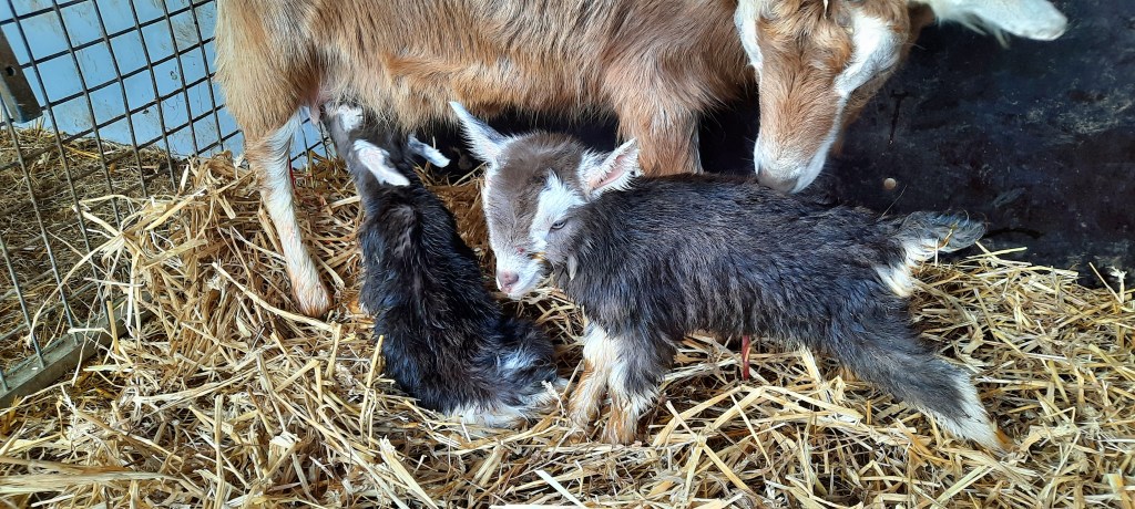 Silke 2 en 3 geb. 9-4-23, v. Anika's Nick B20, m. Silke, fokker en fotograaf Killie Annen