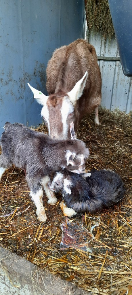 2024; Jochem en Jillert; geb. 10-3-24; v. Anika's Nick; m. Ellie; Killie Annen.