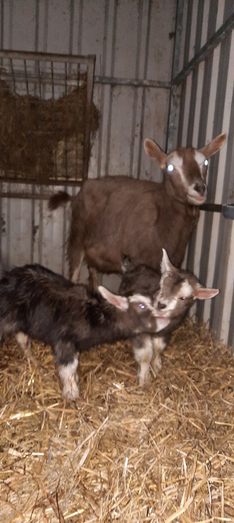 Elleke en Jort, geb. 14-3-24, v. Anika's Nick , m. Eliza, fokker Killie Annen.