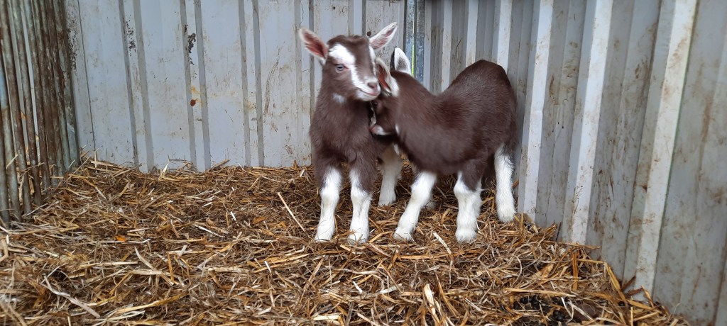 20-4-24; Dieneke 5 en een boklam; v. Anika's Nick en m. Dieneke 4; fokker Killie Annen.