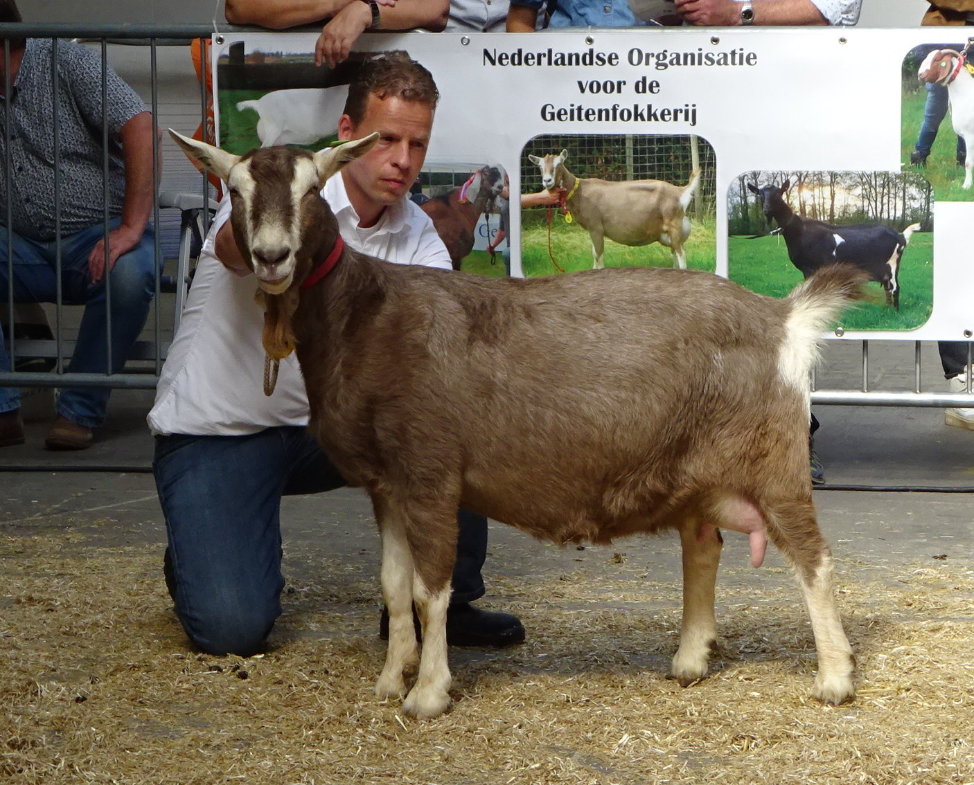 Suzanne 97 alg. kampioen geiten Nijkerk